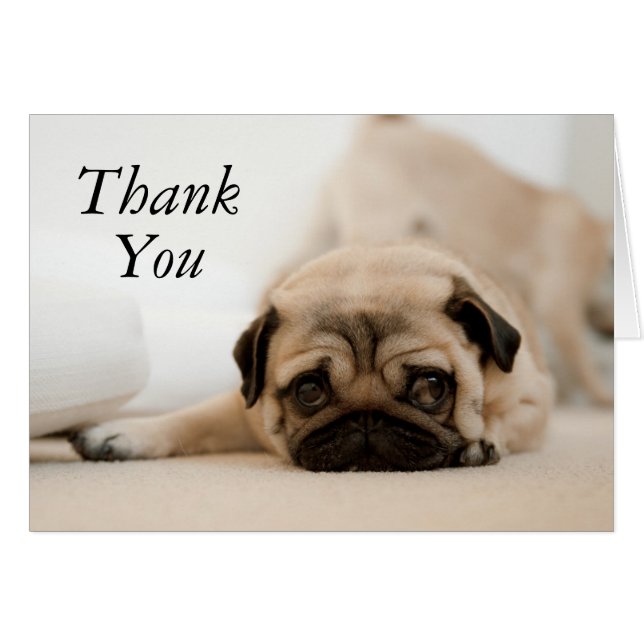 Tan Female Pug (Anverso (Horizontal))