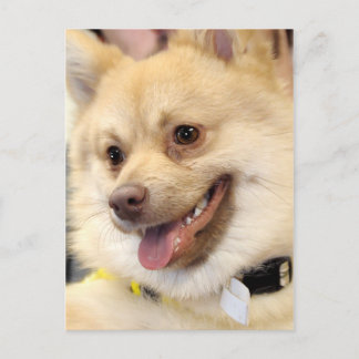 Tan German Spitz Rama de Perro Postales