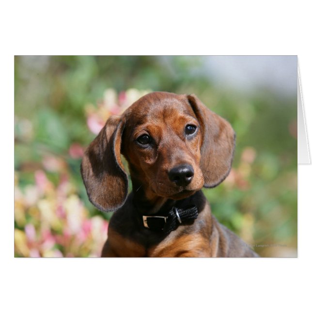 Tan Miniture Dachshund (Anverso (Horizontal))