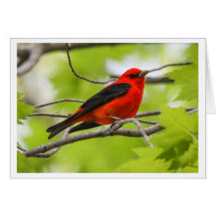 Tanager de escarlata