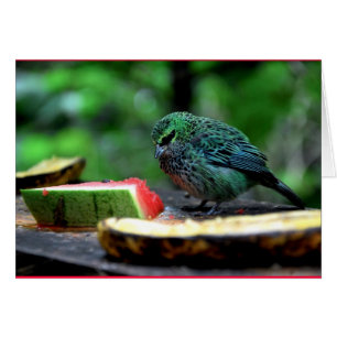 "Tanager enmascarado"