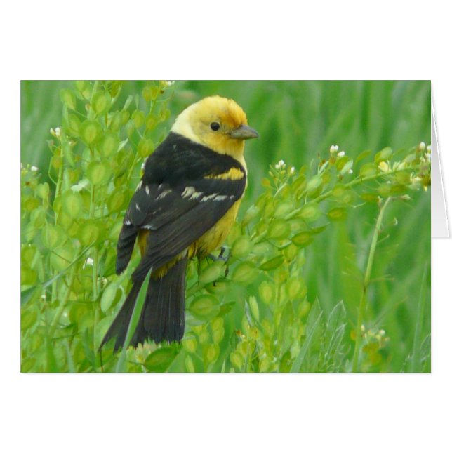 Tanager occidental (Anverso (Horizontal))