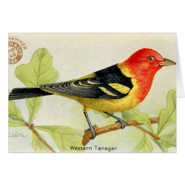 Tanager occidental (Anverso (Horizontal))