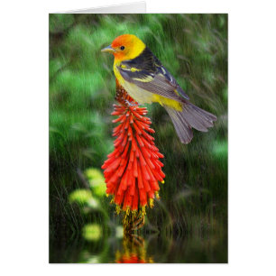 Tanager occidental