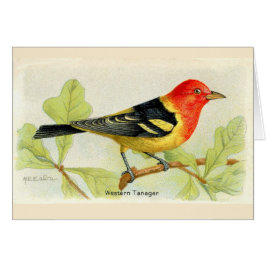 Tanager occidental
