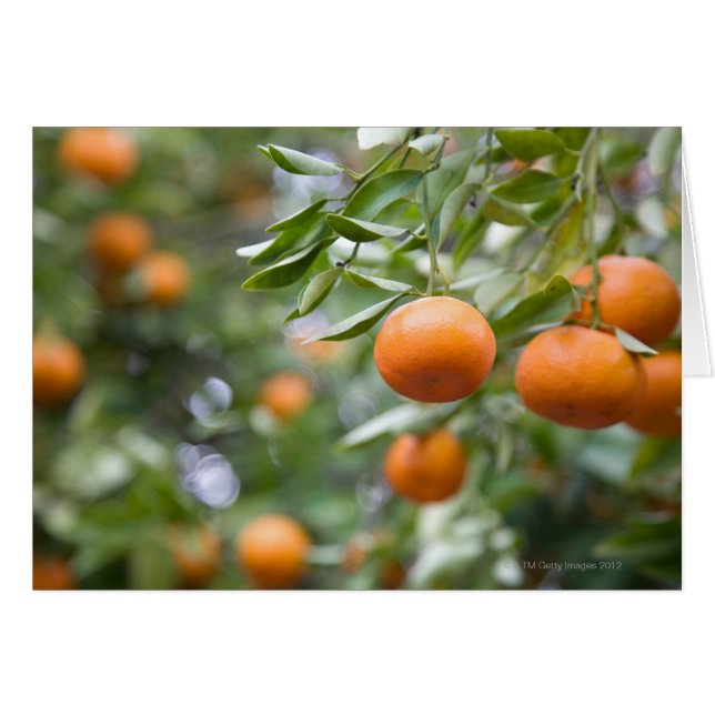 Tangerinas colgando de un árbol (Anverso (Horizontal))