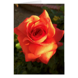 Tangerine Dream Rosa