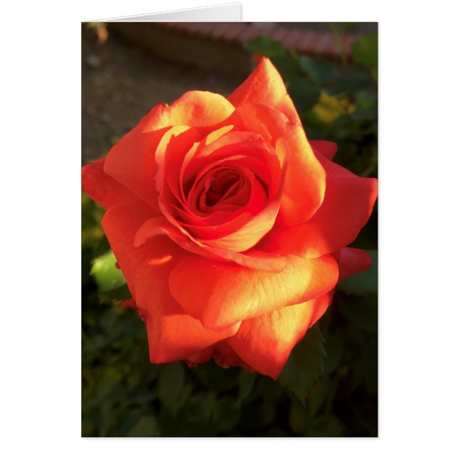 Tangerine Dream Rosa (Frente)