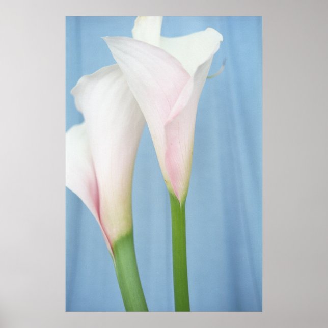 Tango White Calla Lilies Foto Poster de arte Impri (Frente)