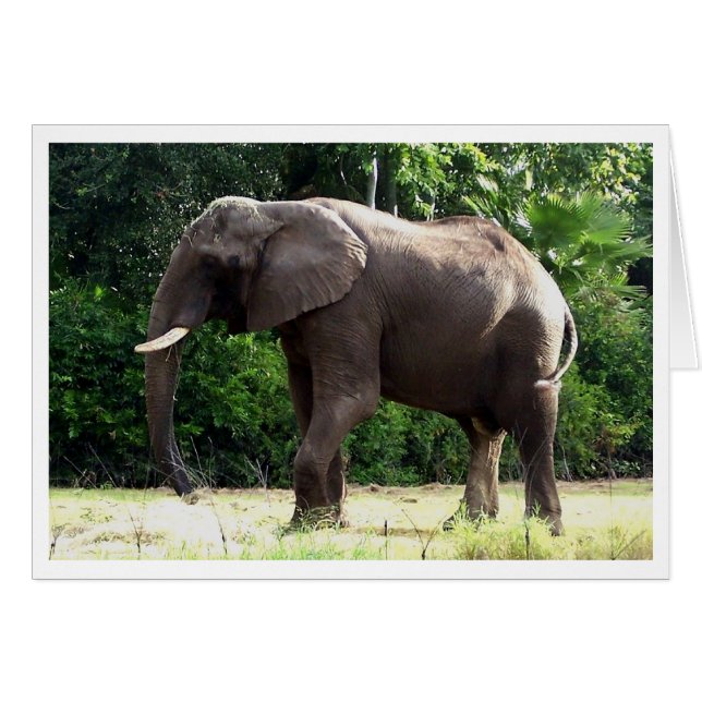 Tantor (Anverso (Horizontal))