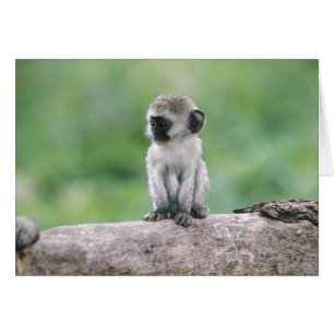 Tanzania, cráter de Ngorogoro. Primer plano de vid
