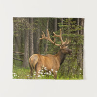 Alce macho en terciopelo, Canadá