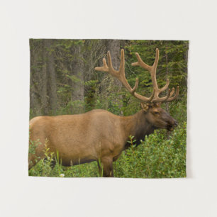 Tapiz Alce macho Parque Nacional Banff, Alberta, Canad