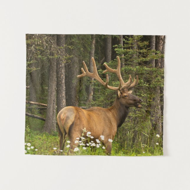 Tapiz Alce toro en terciopelo, Canadá (Anverso (horizontal))