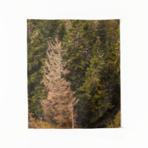 Árbol de abeto viejo de pie orgulloso