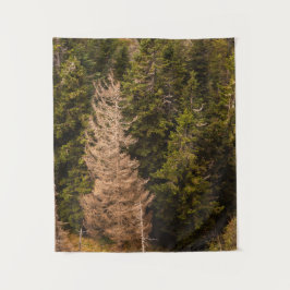 Tapiz Árbol de abeto viejo de pie orgulloso