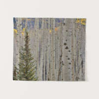 Arboledas de Aspen de Otoño | Montañas Rocosas de 