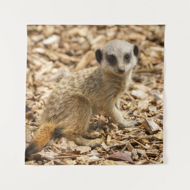 Tapiz Baby Meerkat Poster (Anverso)