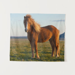 Tapiz Caballo islandés al atardecer
