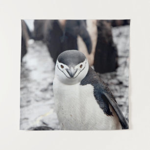 TAPIZ CHINSTRAP PENGUIN