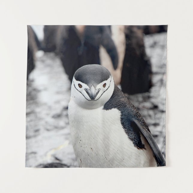 TAPIZ CHINSTRAP PENGUIN (Anverso)