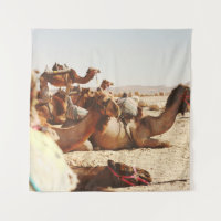 CINCO CAMELLOS SOBRE EL TERRENO