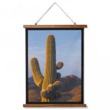 Cactus Saguaro