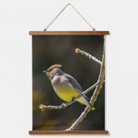 Cedar Waxwing Songbird Foto original de ave silves