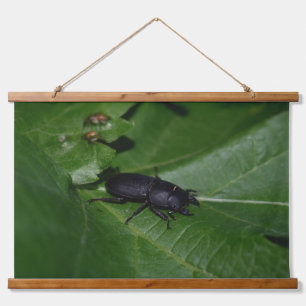 Tapiz Con Marco De Madera Dorcus parallelipipedus , el escarabajo de menor t