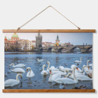 Hermosos cisnes blancos sobre el río Vitava en Pra