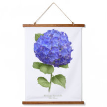 Hidrangea Azul "cielo azul" Arte Botánico Floral
