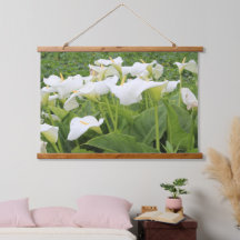 Lirio de Calla Blanca