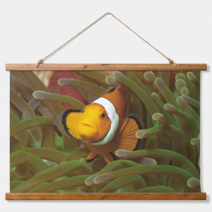 Tapiz Con Marco De Madera Pez payaso en anémona verde. Arrecife de coral Raj