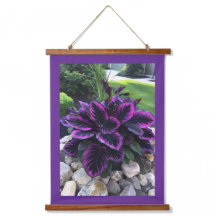 Planta de Coleus