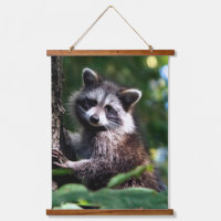 Racconón salvaje en la selva