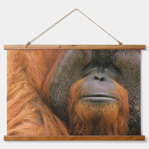 Tapiz Con Marco De Madera Retrato de Orangután macho, Georgia, EE. UU.