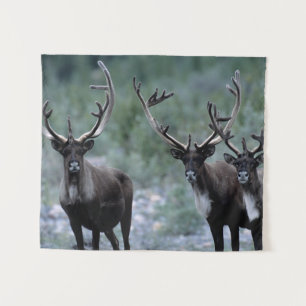 Tapiz Elk Herd Mt. Baring, Washington
