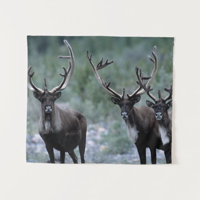 Tapiz Elk Herd | Mt. Baring, Washington (Anverso (horizontal))