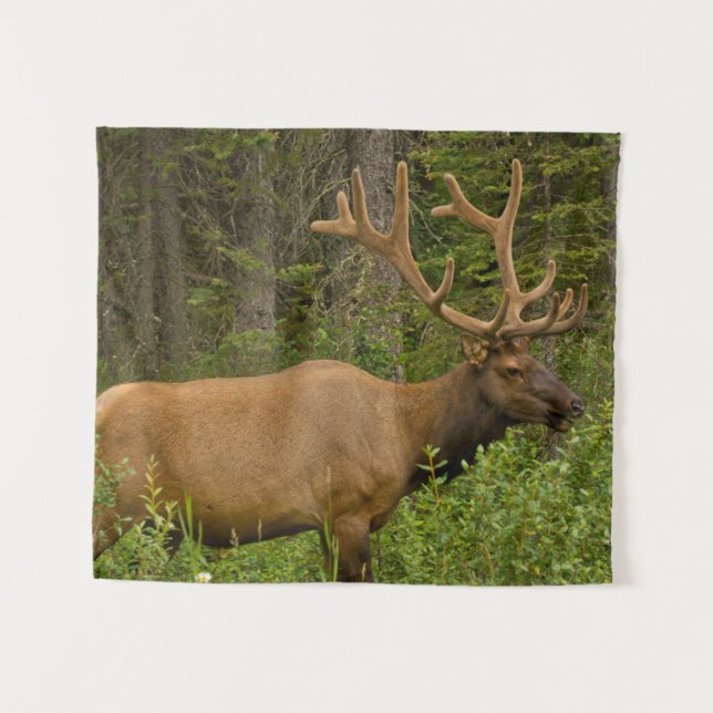 Tapiz Elk masculino | Parque nacional Banff, Alberta, Ca (Anverso (horizontal))