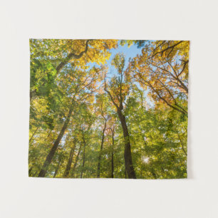Tapiz Fall in a Forest in Amesbury, Massachusetts