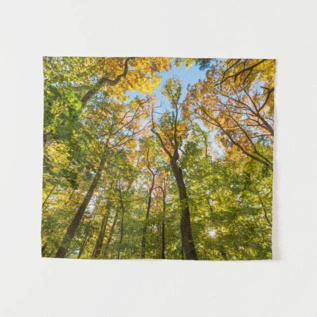 Tapiz Fall in a Forest in Amesbury, Massachusetts (Anverso (horizontal))