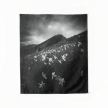 Flores de narciso blancas en la oscuridad