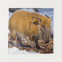 Hog De Río Rojo En La Nieve