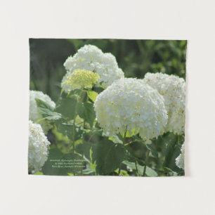 Tapiz Hydrangea de Annabelle