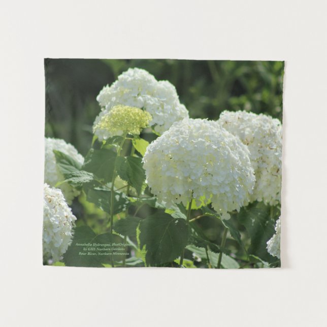Tapiz Hydrangea de Annabelle (Anverso (horizontal))