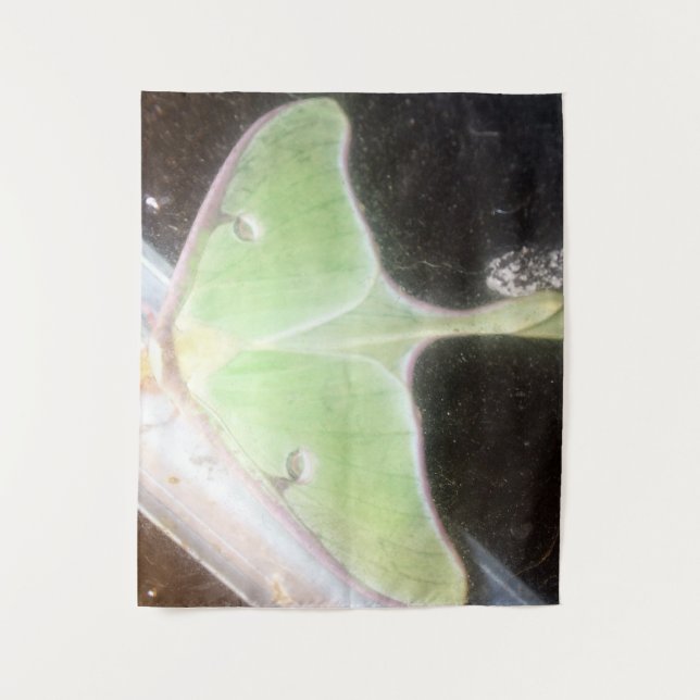 Tapiz Luna Moth en Primer Plano (Anverso)