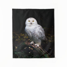 Majestuoso búho de invierno