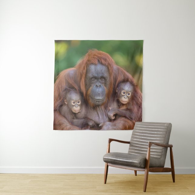 Tapiz Mamá de Orangután Viendo Más De Dos Bebés (In situ)