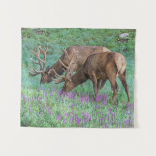 Tapiz Parque nacional Bull Elks Rocky Mountain, Colorado