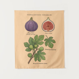 Tapiz Planche Botanique Figue Ficus Carica 